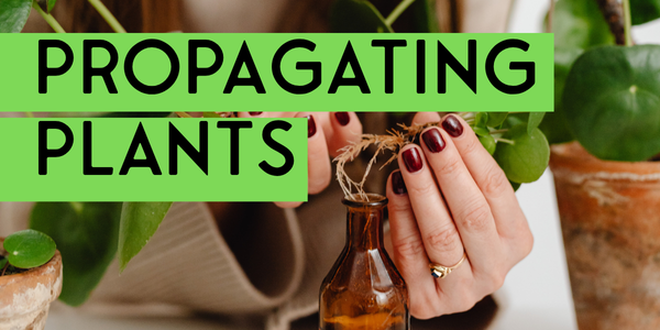 Master Gardener Lecture Series: ﻿Propagating Plants